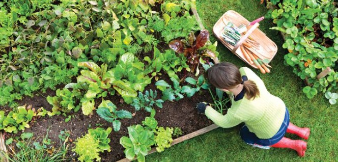 vegetable-garden-ideas copy